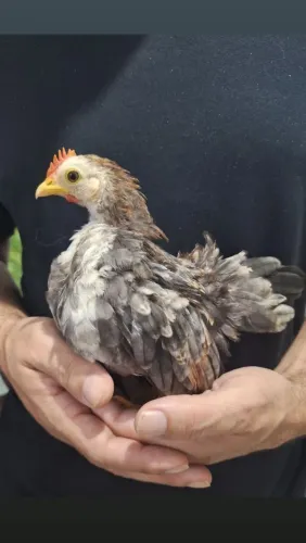 GALO SERANA