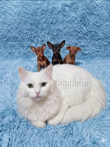 Filhotinhos de pinscher miniatura zerinho disponíveis.  