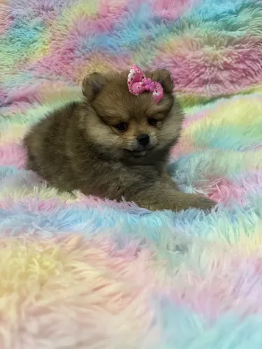 Lulu fêmea bonequinha