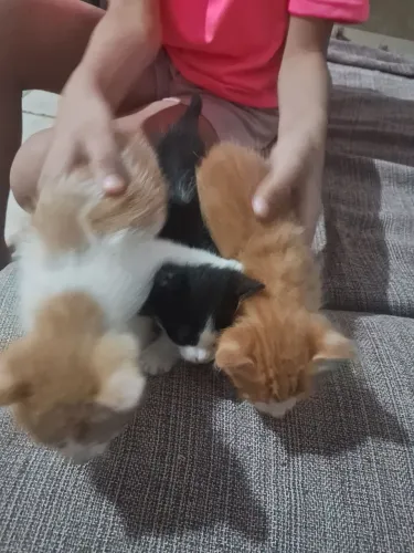 Doação de gatos