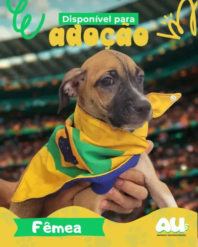 Cachorros da Copa do Brasil pra adoção