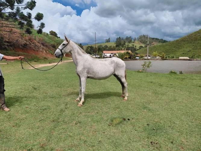 Egua de sela mansa marcha batida para qualquer pessoa andar 30X R$ 400,00 no carnê.