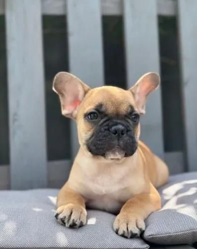 Bulldog frances ideal para apartamento