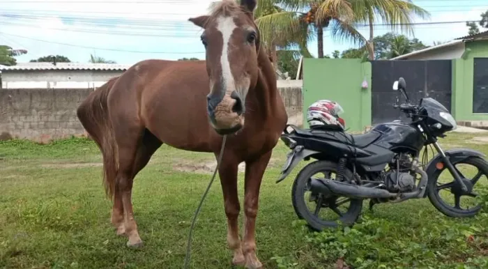 Cavalo puro sangue
