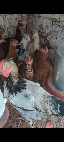 Vendo frangos e pintinhos GSB puro