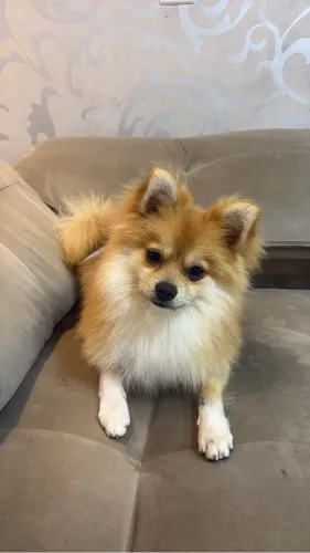 Spitz Alemão Macho Laranja com Pedigree e Vacinas