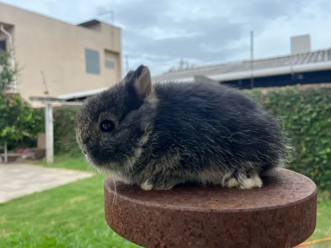 Mine coelho