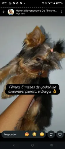 Feminha de york 