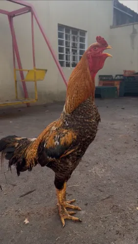 Galo índio bico curto