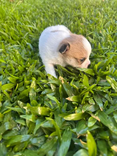 Chihuahua macho