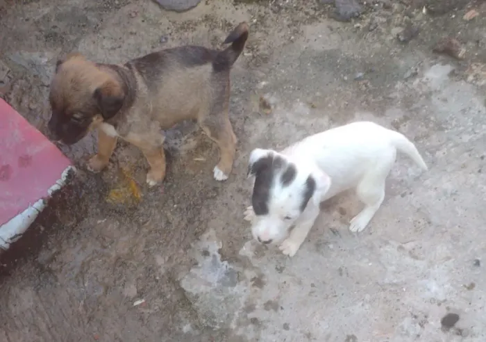 3 Cachorros Pit Bull misturados com vira lata