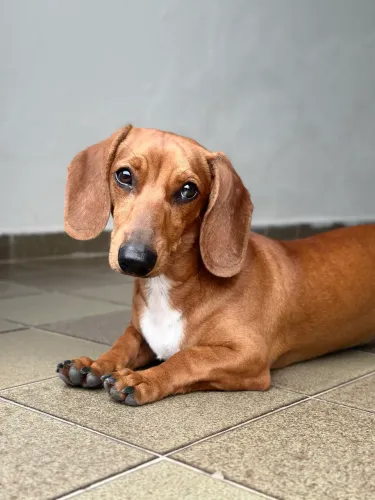 Slinky procura namorada