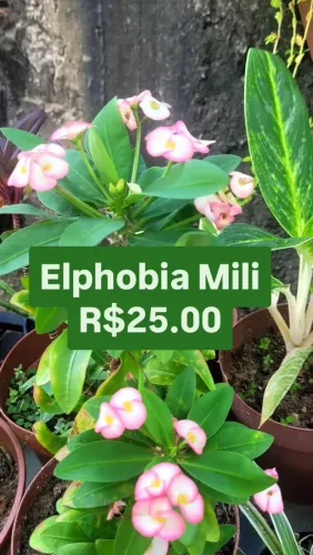 Plantas para sua casa