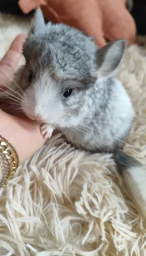 Filhotes de Chinchila 