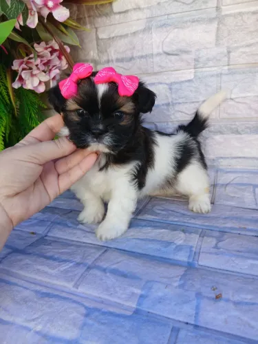 Shitzu fêmea mini muito fofinha