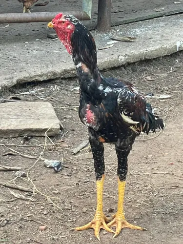 Frango indio gigante 