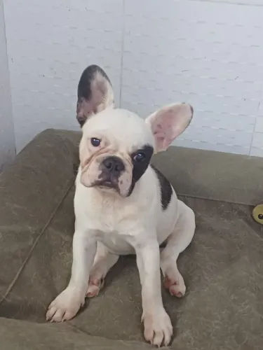 Vende Buldogue