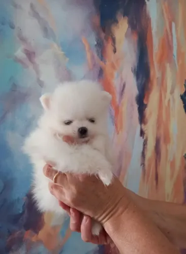 Cachorro Lulu da Pomerania o companheiro ideal para reunir a família