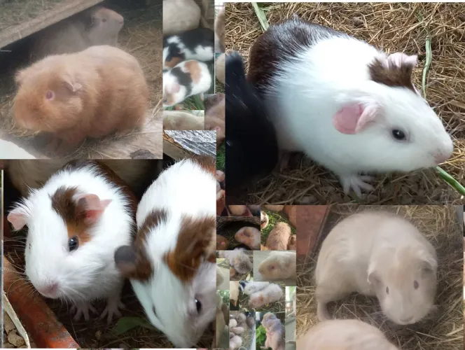 Porquinhos da Índia machos 3 por 120