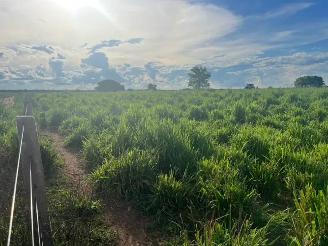 Fazenda c/ 660He, c/ 300he formados, 14km da BR, Cuiabá-MT