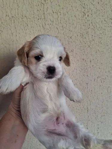 Filhote de Lhasa apso