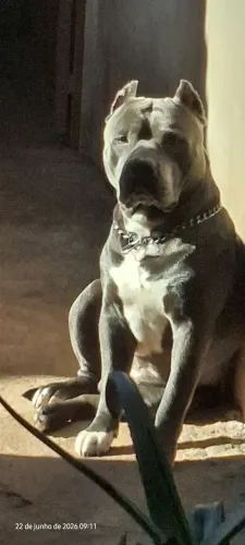 Pitmonster Blue