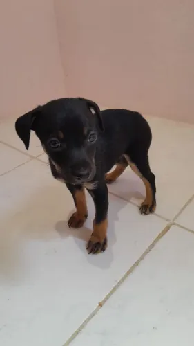 Vendo filhote macho de pinscher
