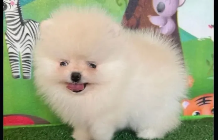 Filhote Lulu da Pomerania - Spitz Alemão 