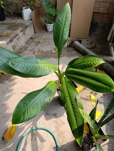 Plantas em vaso