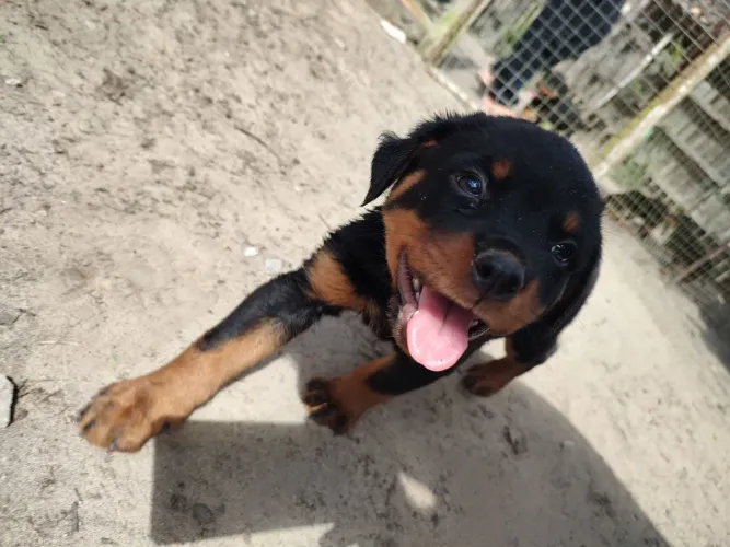 Rottweiler filhote 