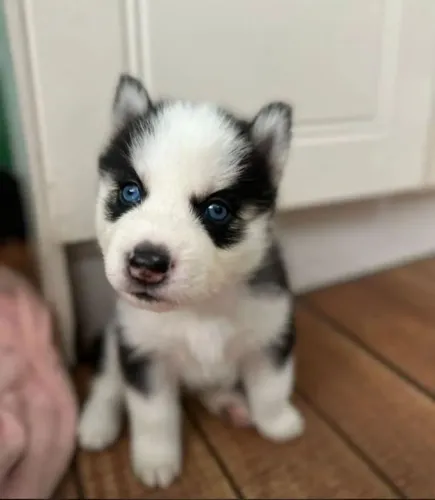 Filhotes de Husky Siberiano | Beleza Que Encanta