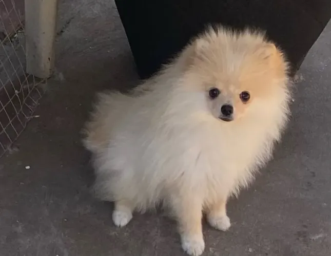 Spitz alemão