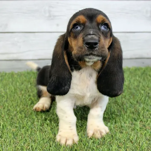 Basset Hound/ O parceiro ideal