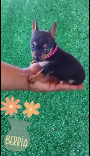 Pinscher fêmea  vacina importada VT