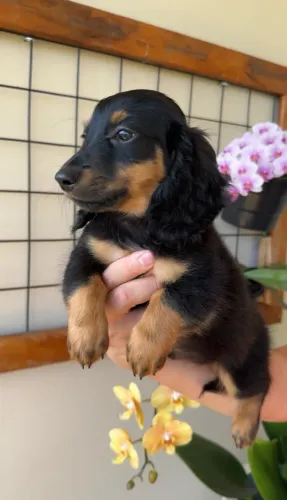 Dachshund de pelo longo