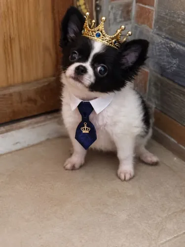 Chihuahua miniaturinha