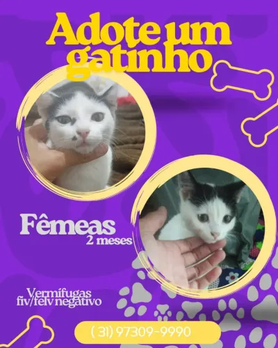 Doação responsável com muito amor ?