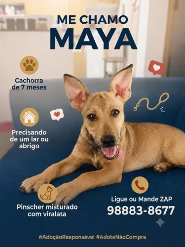 Doação de cachorrinha 