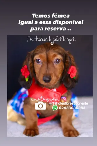 Dachshund pelo longo !!!!Insta gram @filhotesfloresdooriente