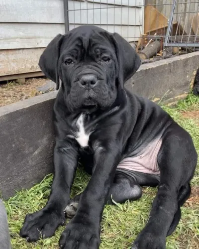 Cane Corso Amor que fica mesmo quando o dia é difícil