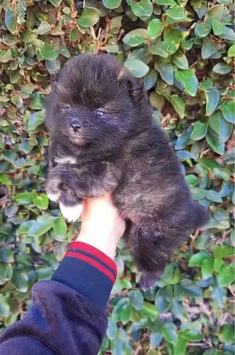 Filhotes Lulu pomerania rajado