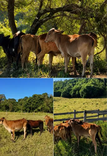 Lote de 5 F