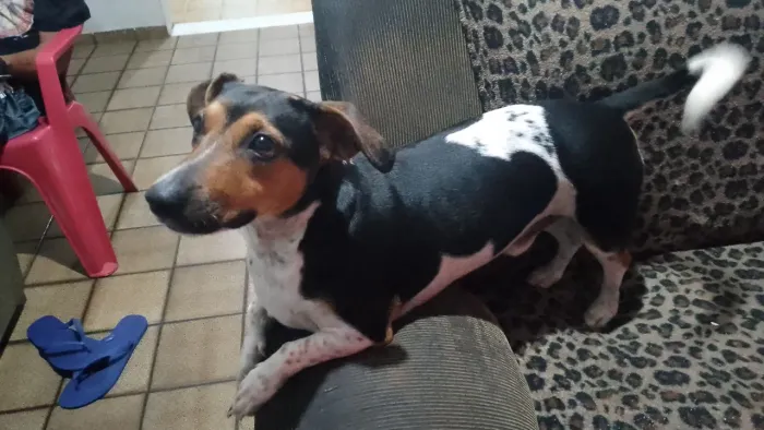 PET PARA DOAÇÃO RESPONSÁVEL, MOTIVO DA DOAÇÃO VOU ME MUDAR