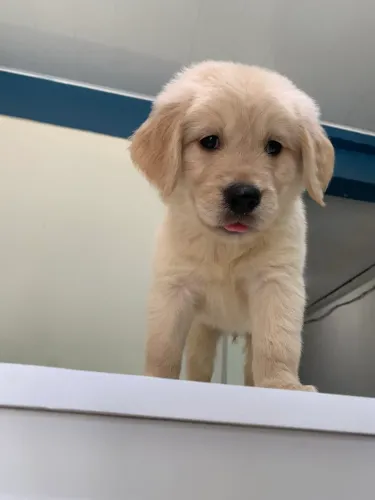 Golden Retriever 2 meses