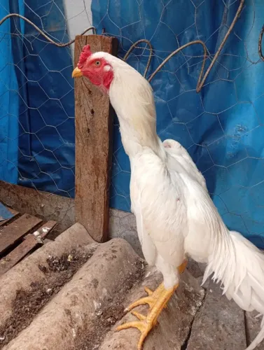 Galos/galinhas/frango....frangas...
