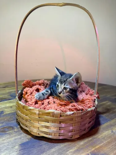 GATO DE BENGALA - BENGAL