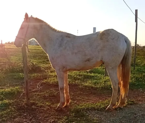 Cavalos 