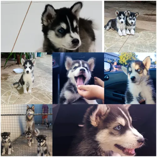Filhotes Husky Siberiano 