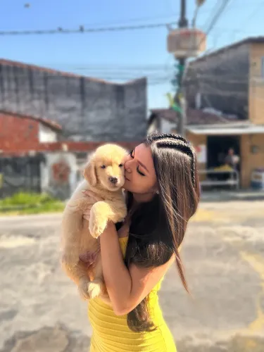 Golden retriever