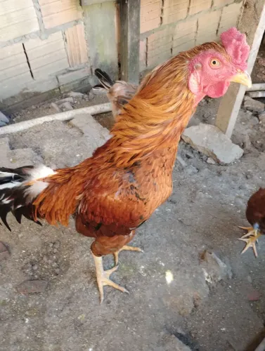 Vendo dois galos e um casal de pato 